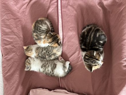 4 wunderschöne BKH Kitten