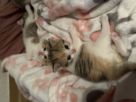 4 wunderschöne BKH Kitten