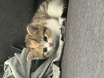 4 wunderschöne BKH Kitten