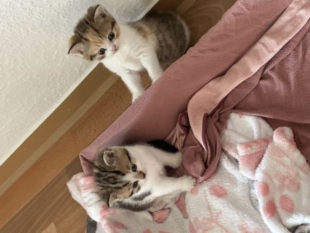 4 wunderschöne BKH Kitten