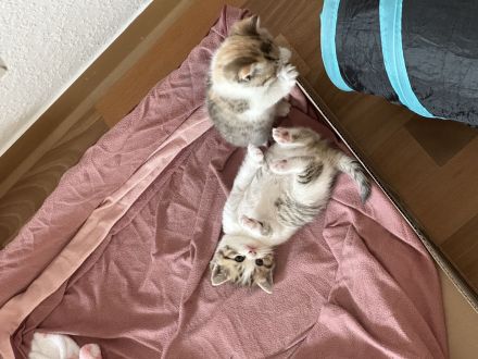 4 wunderschöne BKH Kitten