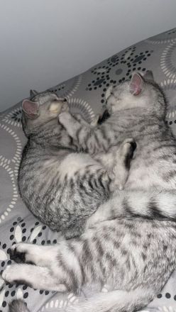 Katzen suchen eine liebevolle Zuhause