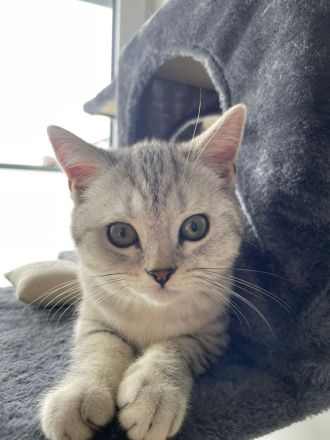 Katzen suchen eine liebevolle Zuhause