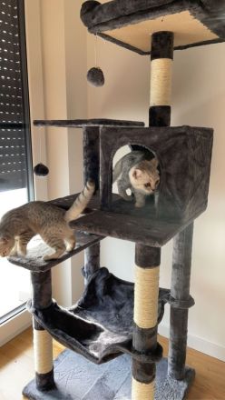 Katzen suchen eine liebevolle Zuhause