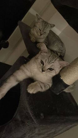 Katzen suchen eine liebevolle Zuhause