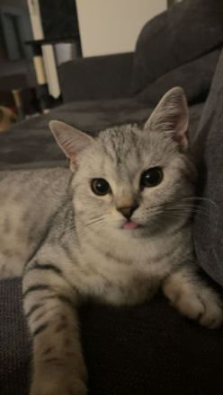 Katzen suchen eine liebevolle Zuhause