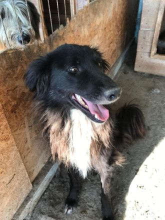 Sherlock, lieber Oldie möchte noch eine Chance