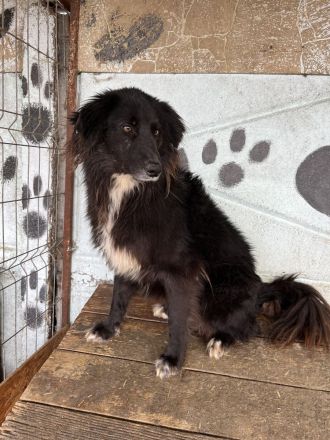 Sherlock, lieber Oldie möchte noch eine Chance