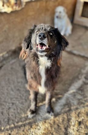 Sherlock, lieber Oldie möchte noch eine Chance