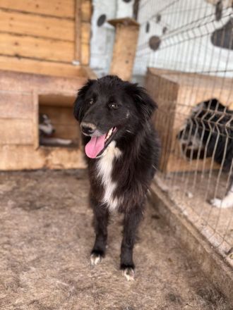 Sherlock, lieber Oldie möchte noch eine Chance