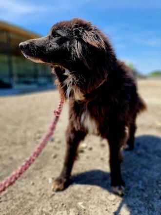 Sherlock, lieber Oldie möchte noch eine Chance