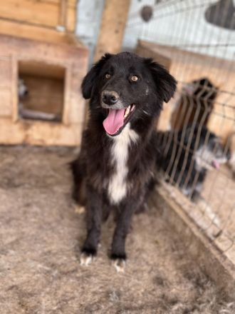 Sherlock, lieber Oldie möchte noch eine Chance