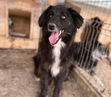 Sherlock, lieber Oldie möchte noch eine Chance