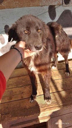 Sherlock, lieber Oldie möchte noch eine Chance