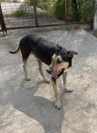 Zoro liebt das Wasser