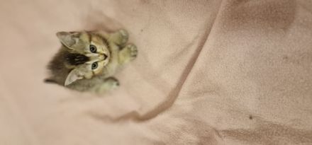 BKH Kitten suchen ein neues Zuhause