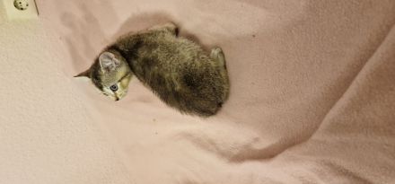 BKH Kitten suchen ein neues Zuhause