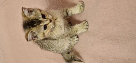 BKH Kitten suchen ein neues Zuhause