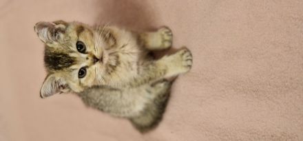 BKH Kitten suchen ein neues Zuhause