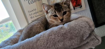 BKH Kitten suchen ein neues Zuhause