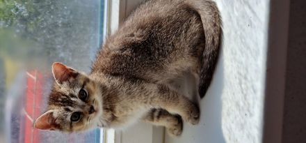 BKH Kitten suchen ein neues Zuhause