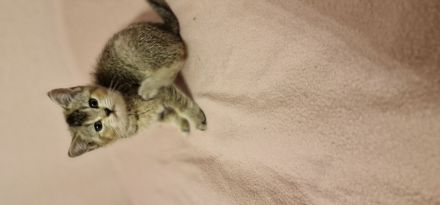 BKH Kitten suchen ein neues Zuhause