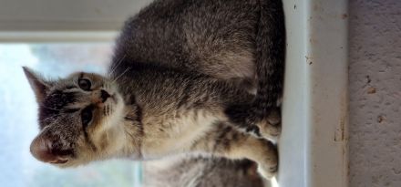 BKH Kitten suchen ein neues Zuhause