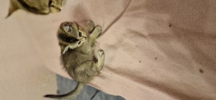 BKH Kitten suchen ein neues Zuhause