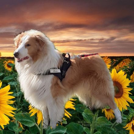 American Collie Deckrüde