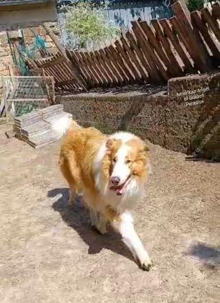 American Collie Deckrüde