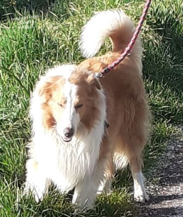 American Collie Deckrüde