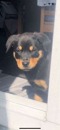 Rottweiler Welpen