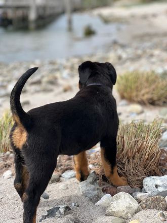 Rottweiler Welpen