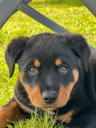 Rottweiler Welpen
