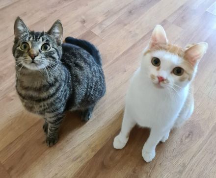Einjährige Katze Molly und einjähriger Kater Bucky suchen ein gemeinsames, liebevolles Zuhause.