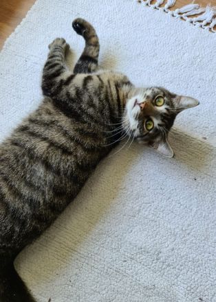 Einjährige Katze Molly und einjähriger Kater Bucky suchen ein gemeinsames, liebevolles Zuhause.