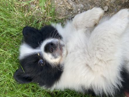 Welpen Spitz Großspitz weiß