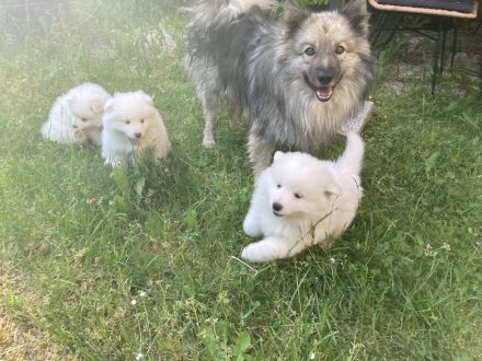 Welpen Spitz Großspitz weiß