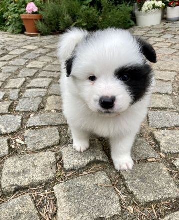 Welpen Spitz Großspitz weiß