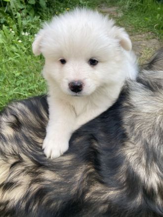 Welpen Spitz Großspitz weiß