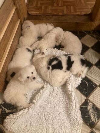 Welpen Spitz Großspitz weiß