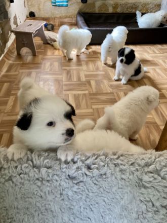 Welpen Spitz Großspitz weiß