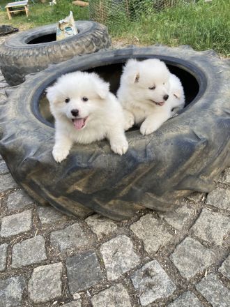 Welpen Spitz Großspitz weiß