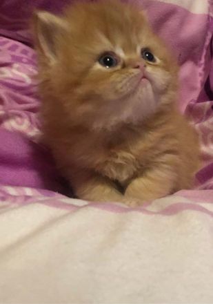 Perserkater Perserkitten Perser mit Nase