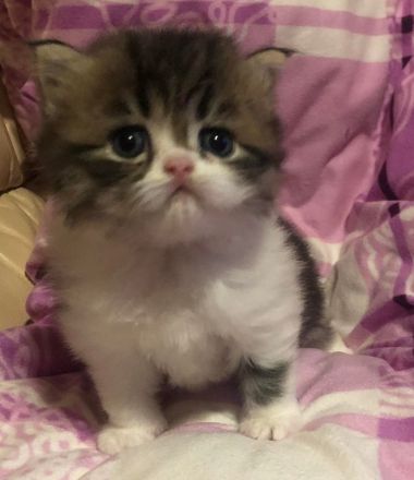 Perserkater Perserkitten Perser mit Nase