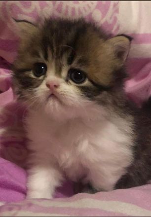 Perserkater Perserkitten Perser mit Nase