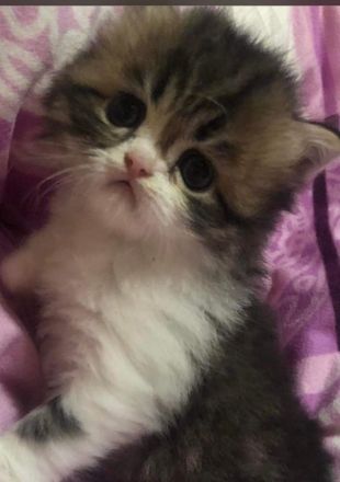 Perserkater Perserkitten Perser mit Nase