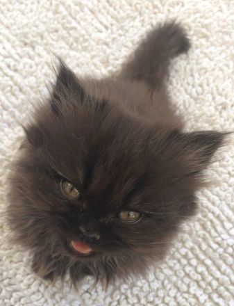 Perserkater Perserkitten Perser mit Nase