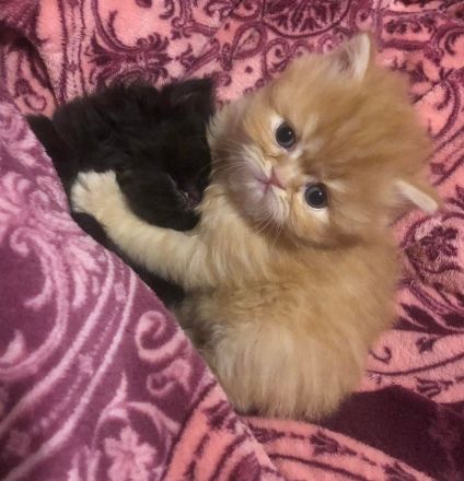 Perserkater Perserkitten Perser mit Nase