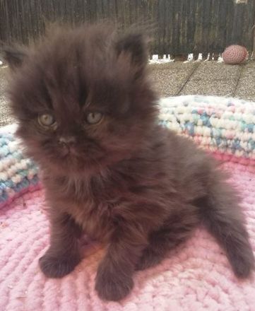 Perserkater Perserkitten Perser mit Nase